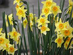 flowers09a (26)